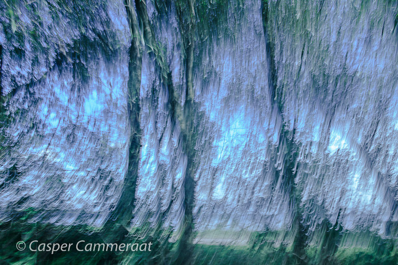 CC20131004-100_Magic_Forest-1 CC20131004-100_Magic_Forest-1