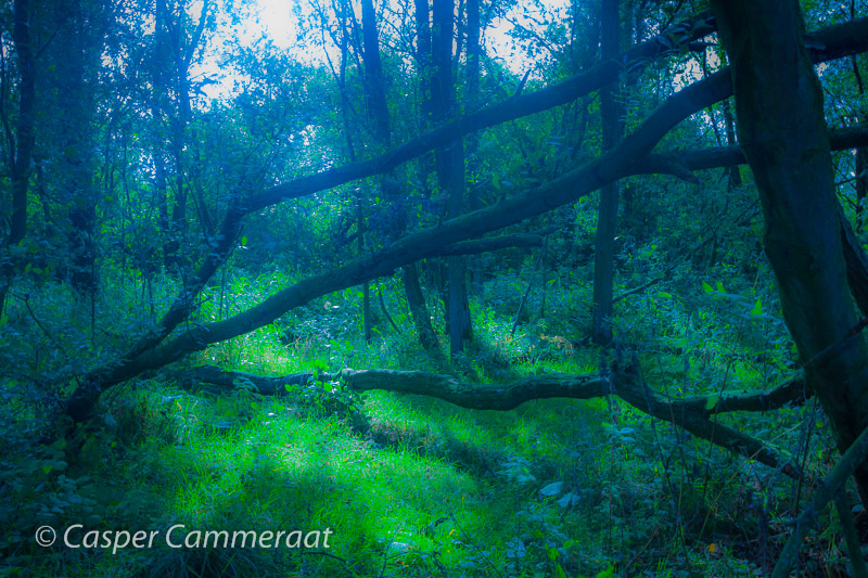 CC20131004-169_Magic_Forest-2 CC20131004-169_Magic_Forest-2