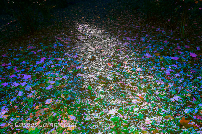 CC20131028_040_Magic_Forest-5 CC20131028_040_Magic_Forest-5